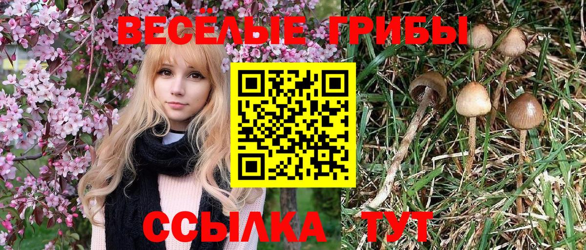 Псилоцибиновые грибы Cubensis Красногорск